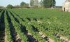 Agricultura deniega a Extremadura el uso del 13dicloropropeno para cultivo del tabaco