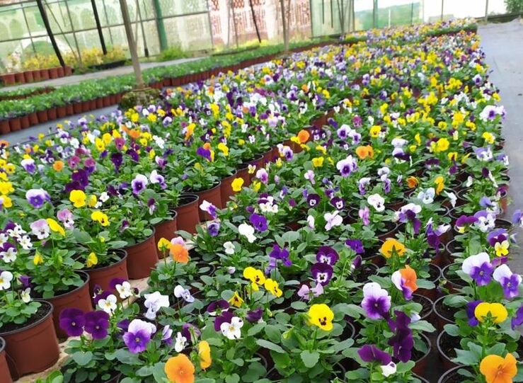 Vivero Diputacin Cceres ofrece 20000 plantas ornamentales de invierno a ayuntamientos