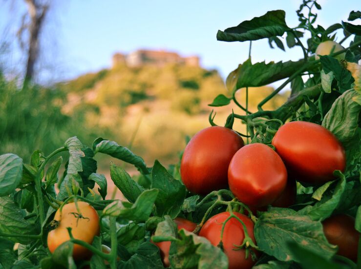 UPAUCE critica inmovilismo de Conesa tras negarse a subir precios a productores tomate