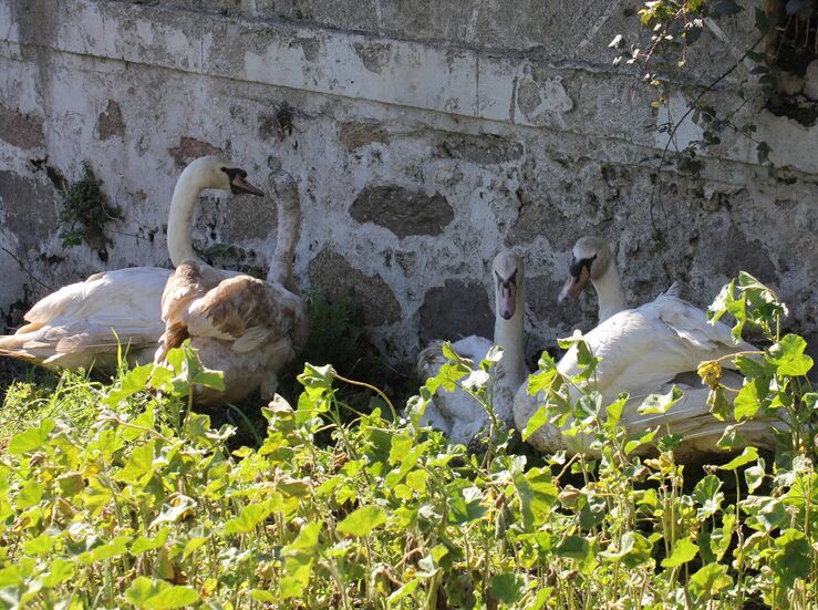 Una familia dona cuatro cisnes que vivirn en el ro Pontones en Arroyo de la Luz 