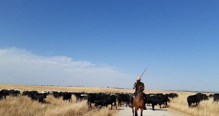 Convocatoria De Ayudas Para Realizar Trashumancia A Pie Por V As