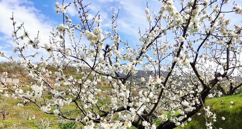 El Cerezo En Flor Del Valle Del Jerte Se Celebrar Del De Marzo Al