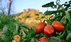 Comunidad regantes del Canal de Orellana celebra ayudas de Junta a productores de tomate