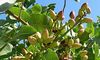 Extremadura cuenta ya con ms de 2500 hectreas sembradas de pistacho