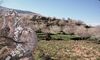 UPAUCE reivindica la importancia del cultivo del cerezo en el Valle del Jerte