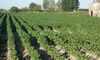 Un estudio analizar costes de produccin del tabaco y tomate de industria en Extremadura 
