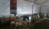 La Diputacin participa en la subasta de ganado de la XIII Feria Agroganadera de Siruela