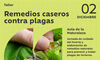 Un taller ensear a nios de Badajoz a elaborar remedios naturales contra plagas
