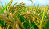 Cooperativas Agroalimentarias reclama a Bruselas un plan de choque para el arroz