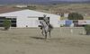 Los Precampeonatos de Espaa de Doma Vaquera se celebran en Zafra