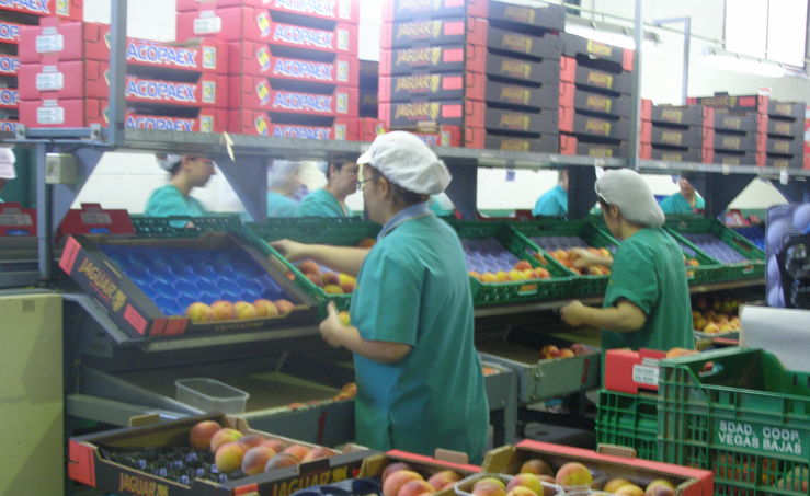 Las cooperativas agroalimentarias generan ms de 3100 empleos directos