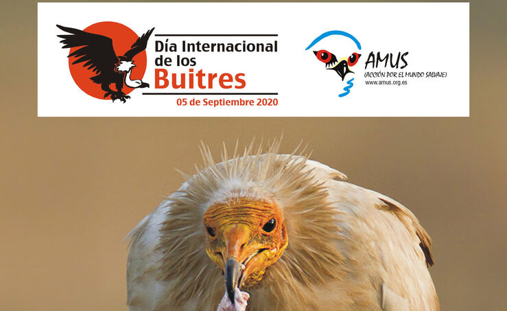 Amus liberar este sbado varios ejemplares de buitre leonado en la provincia de Badajoz  