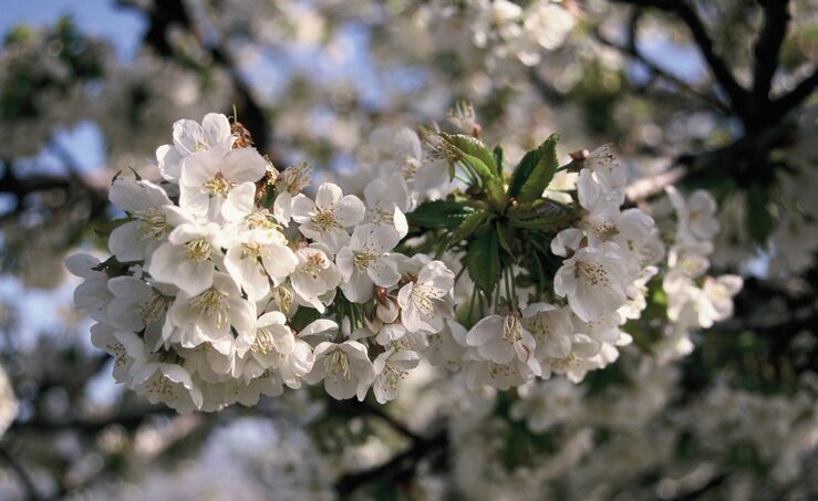 La floracin de dos millones de cerezos da inicio a la campaa de la DOP Cereza del Jerte