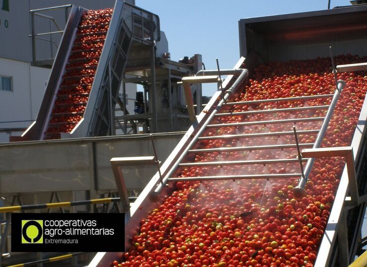 Cooperativas Extremadura cifra en 30 reduccin de tomate para industria en esta campaa