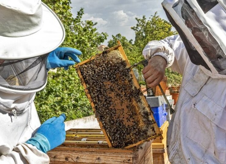 Asaja Extremadura pide a la Junta un plan excepcional de ayudas para los apicultores 