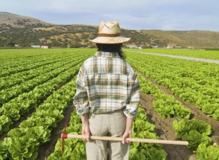 La Junta resuelve provisionalmente 351 solicitudes de ayudas para jvenes agricultores