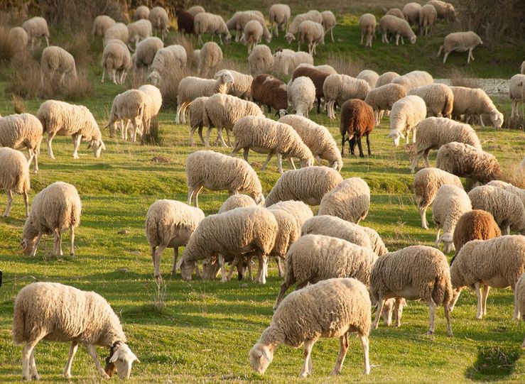 UPAUCE pide medidas urgentes para paliar la crtica situacin del sector ovino