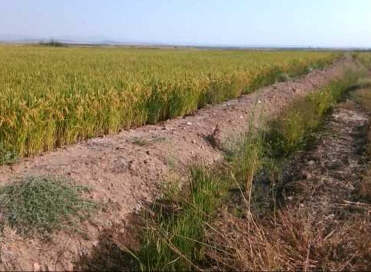 Unin Extremadura pedir indemnizacin por venta semillas defectuosas para arroz
