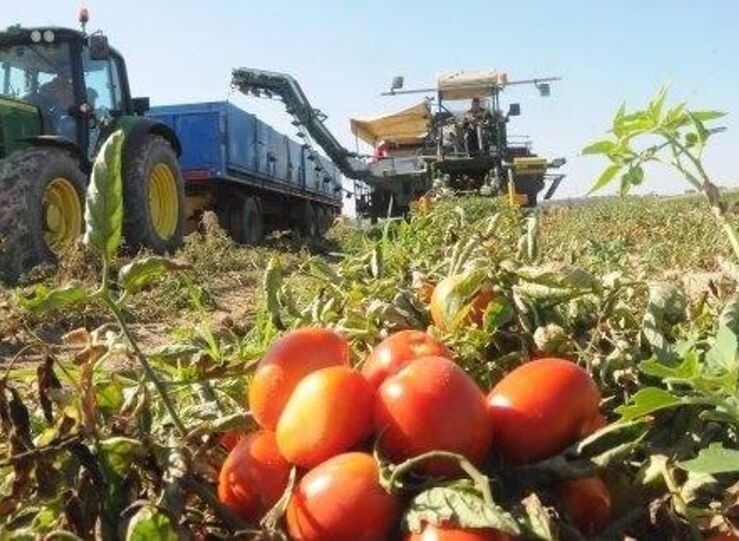 Decreto ayudas a productores de tomate del Canal de Orellana se convalida en la Asamblea