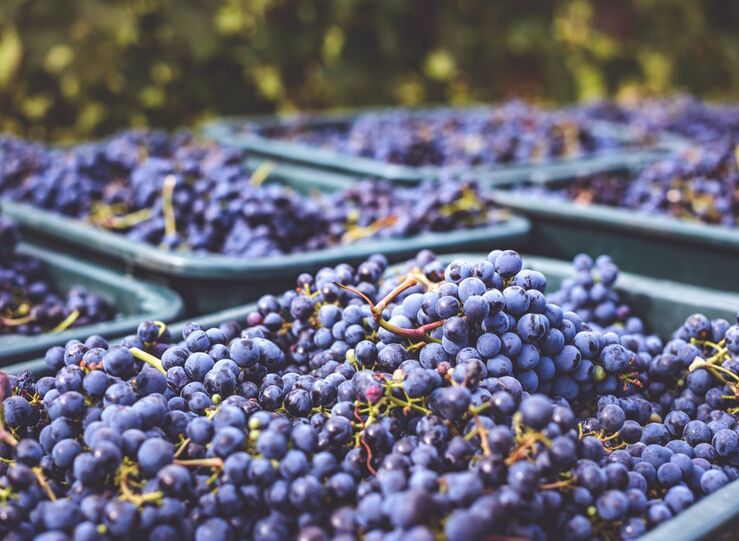 APAG Extremadura Asaja Subida precio de uva de vino en la lonja sigue siendo insuficiente