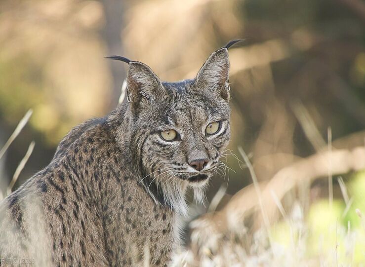 Valdehncar acoge la suelta de lince y su cra para estudiar comportamiento y desarrollo