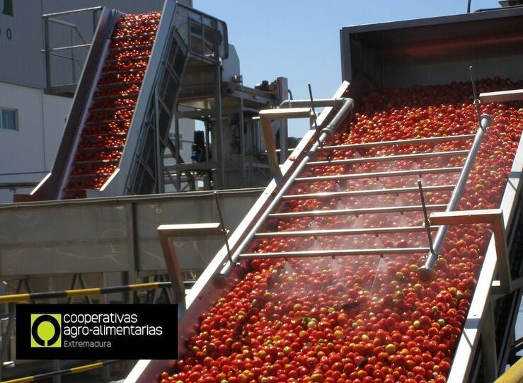 Cooperativas Extremadura cifra en 30 reduccin de tomate para industria en esta campaa