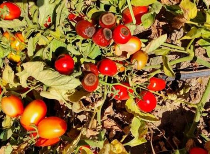 Agroseguro abona 62 millones en indemnizaciones a productores de tomate en Extremadura 