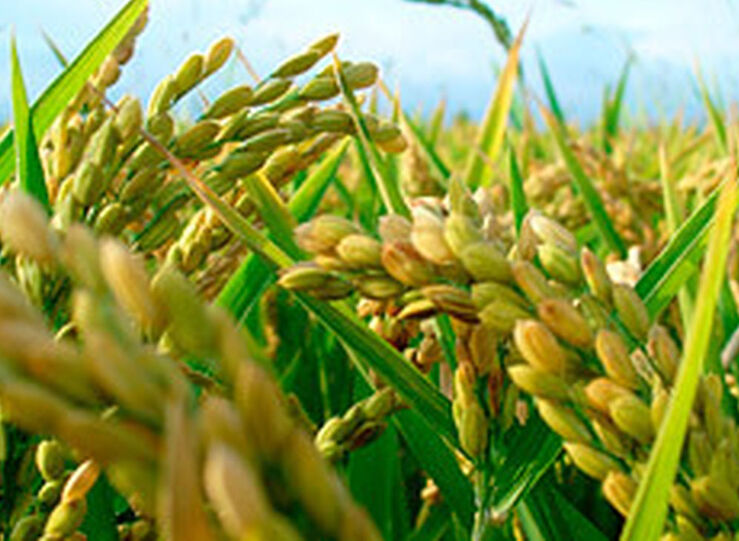 La Unin anuncia movilizaciones por estafa precio compra arroz a productores extremeos