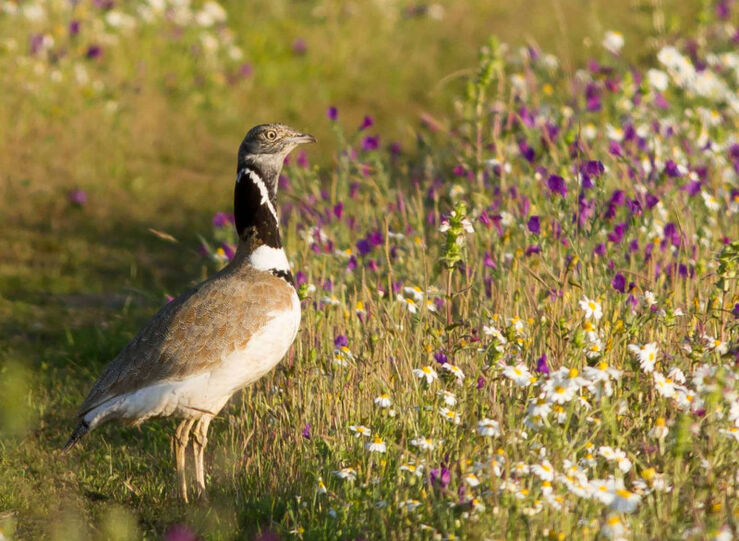 Preocupacin de SEOBirdLife por daos de productos antiparasitarios en zonas ganaderas