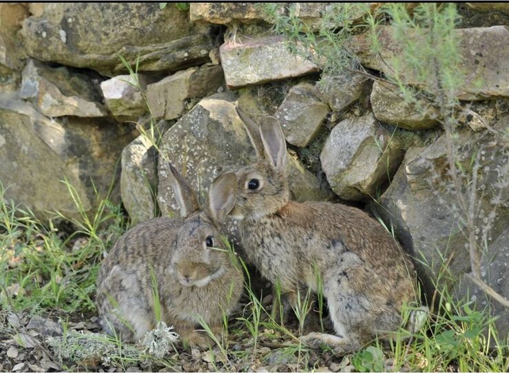 Autorizada restauracin poblacional del conejo de monte en Esparragosa de Lares y Aceituna