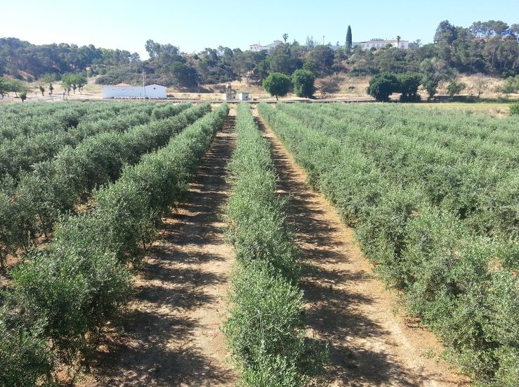 COAG pide plan recuperacin del olivo para miles de hectreas daadas por Filomena