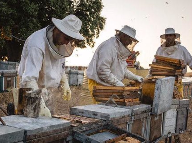 Guardiola La Junta no aporta ningn tipo de solucin a la situacin de los apicultores