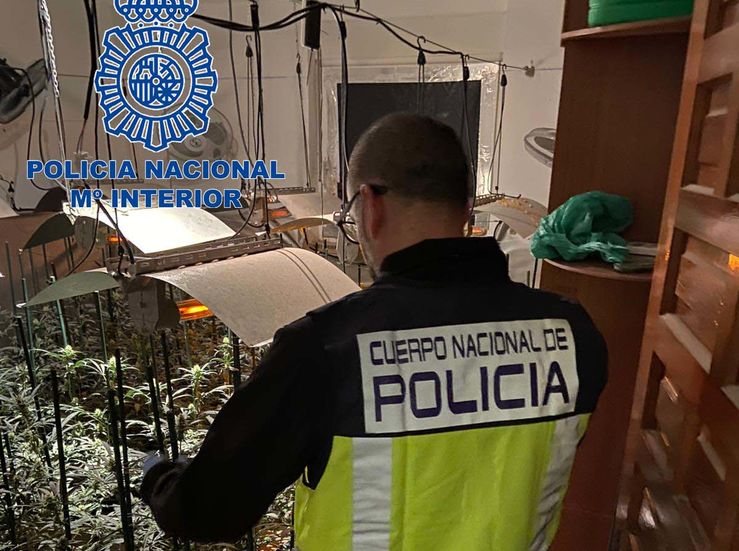 Detenido en Mrida el propietario de una parcela con cerca de 540 plantas de marihuana