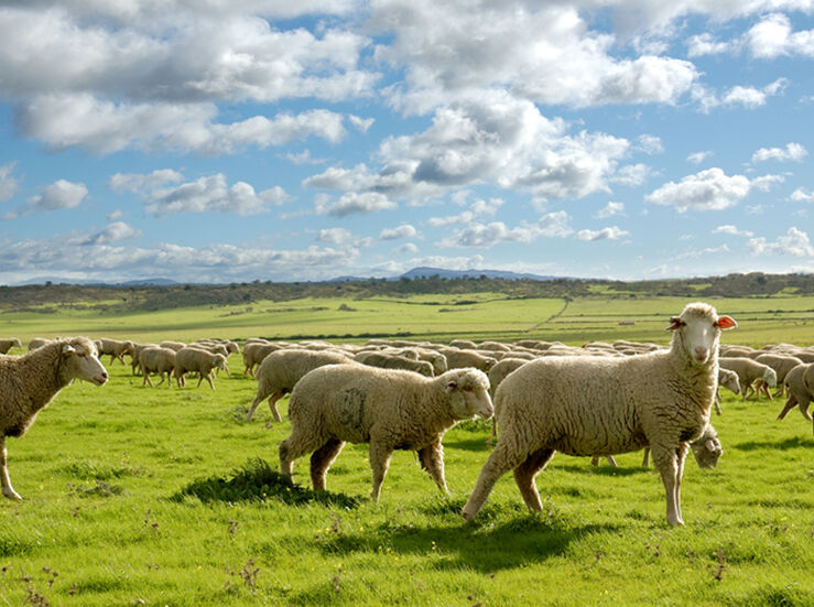 Junta abona 4 millones del saldo de ayudas asociadas a los productores de ovino y caprino