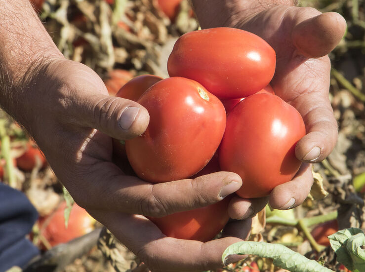Talavera la Real celebra II edicin de La Tomat lanzando 15000 kilos de tomates