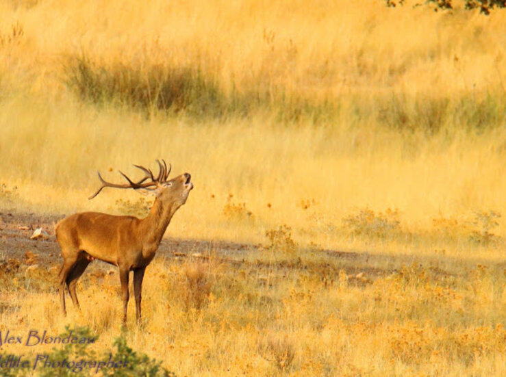 El Parque Nacional de Monfrage vive un otoo ms el espectculo de la berrea de ciervos