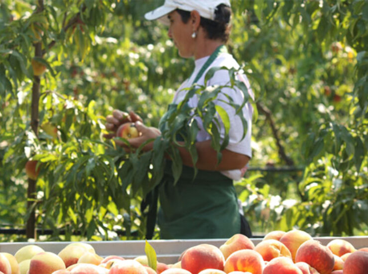 La Unin cree un parche dotacin ayudas de Junta para mejora de frutales en Extremadura