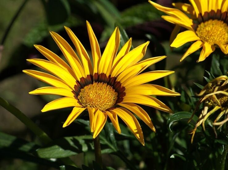 Los 5 tipos de flores ms fciles de cultivar para principiantes