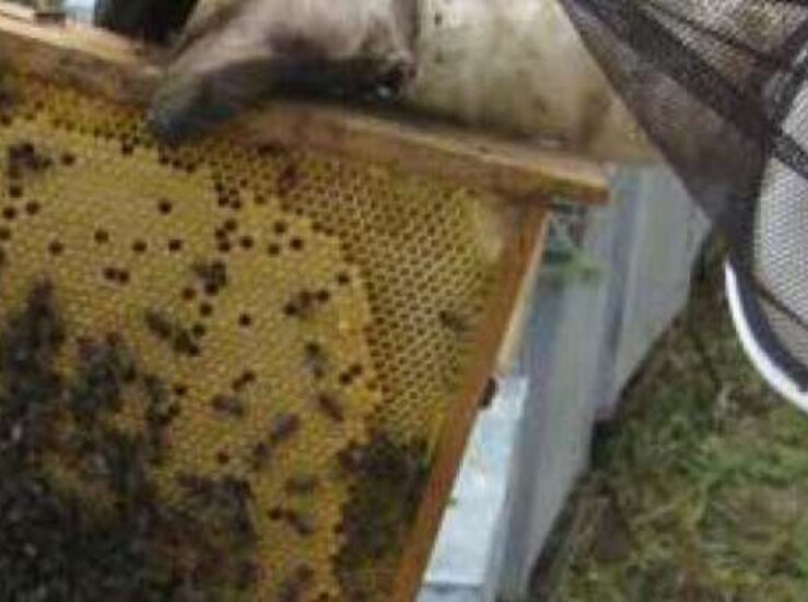 Junta otorga casi 4 millones en ayudas a mejorar comercializacin de productos apicultura