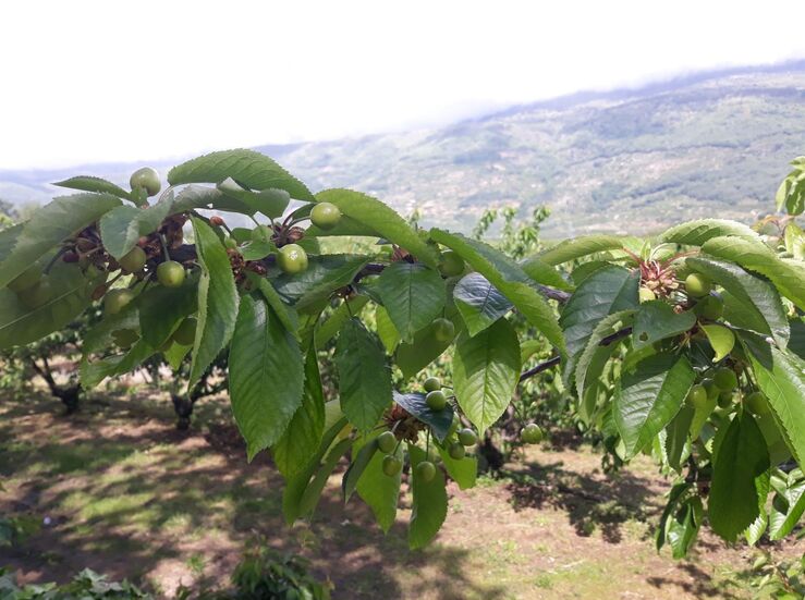 Grupo Operativo FITOSCEREZO evala resultados con las primeras cerezas de la temporada
