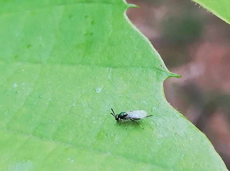 Junta combate con otro insecto plaga de avispilla del castao en el Jerte y Sierra de Gata