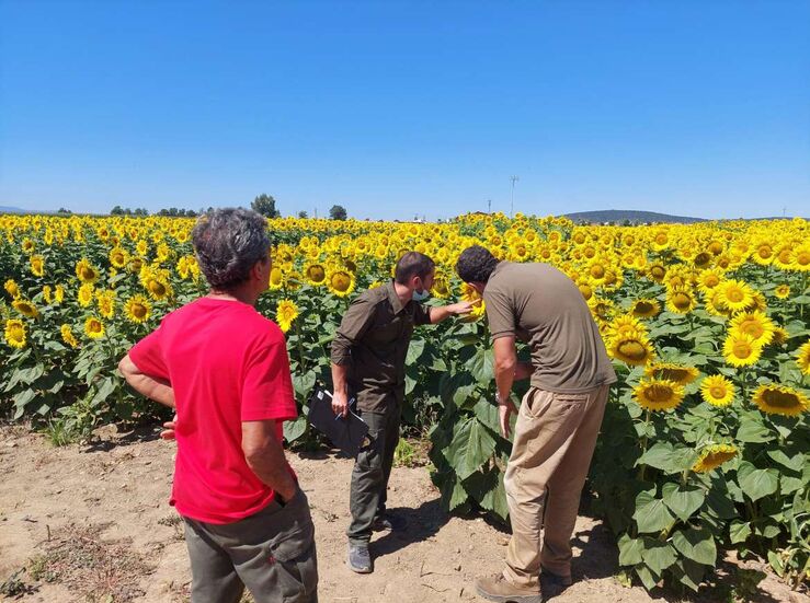 Cicytex organiza jornada de campo para presentar ensayos del cultivo girasol en riego