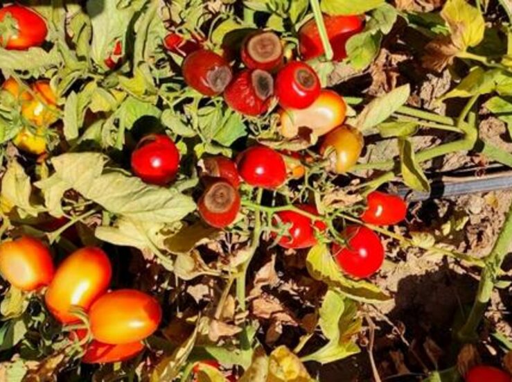 Agroseguro abona 62 millones en indemnizaciones a productores de tomate en Extremadura 