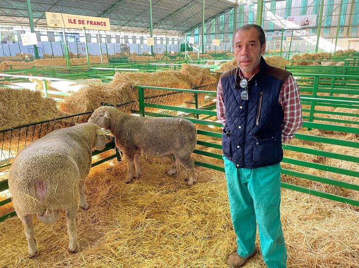 Asociacin Nacional Criadores de Ovinos Precoces presenta 400 cabezas de ganado en la FIG