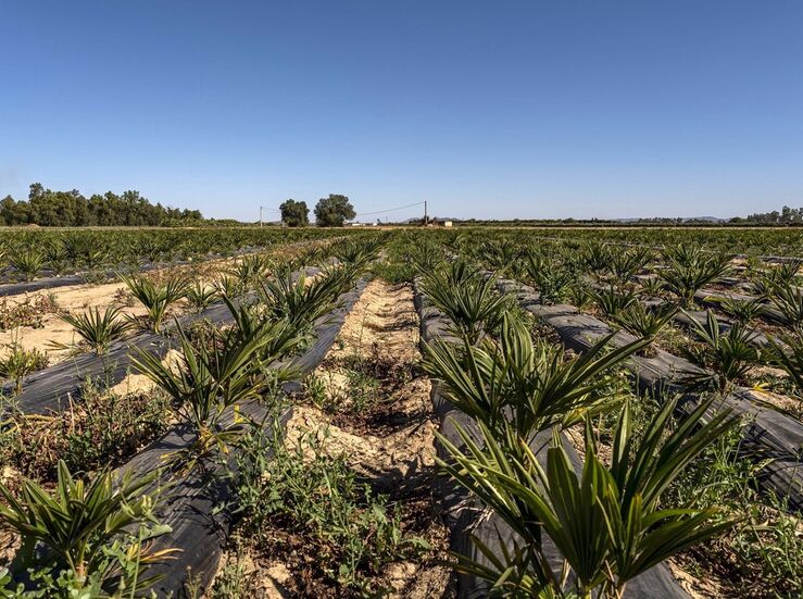 CHG mantendr en 2023 las restricciones de riego para los cultivos de Tierra de Barros