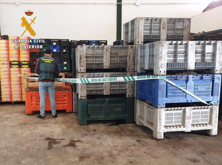 Guardia Civil intensifica el control en los puntos recepcin de aceitunas en Extremadura