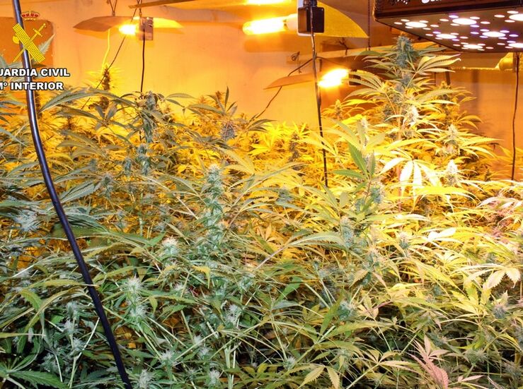 Desmantelada en una finca de Mrida una plantacin con 185 plantas de marihuana