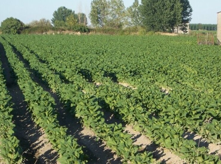 Agricultura deniega a Extremadura el uso del 13dicloropropeno para cultivo del tabaco