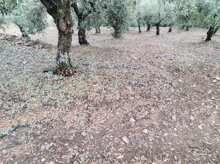 Pedrisco de la DANA afecta a ms de 500 hectreas de olivar en Fuenlabrada de los Montes