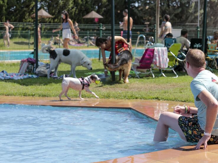El evento Patas al agua se realizar el domingo en la piscina del Polideportivo Diocles